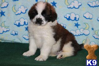 Saint Bernard Puppies for Sale